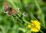 BB 13 0526 / Melitaea cinxia / Prikkrutevinge